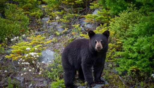 Black bear cub standing on a rock in the forest.