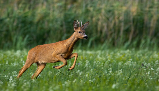 Sprinting deer in a meadow.