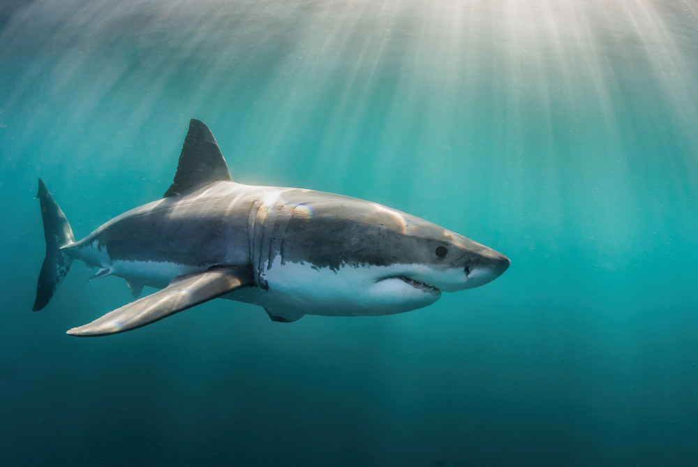 Great white shark underwater.