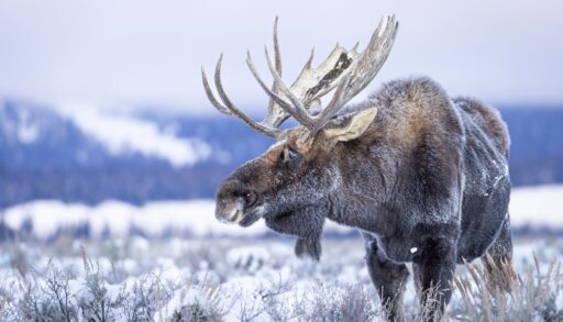 Large brown moose covered in snow standing in a field in winter.