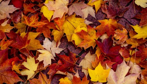 Autumn red, yellow and orange leaves on the ground.