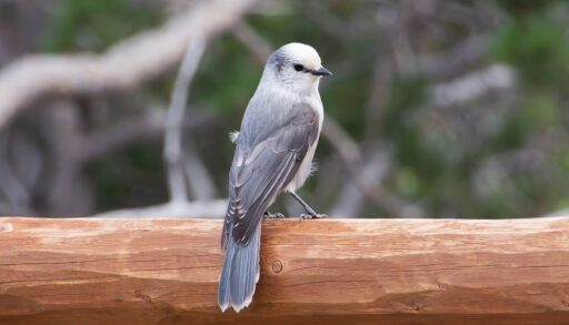 Grey and white whisky jack bird sitting on a branch.