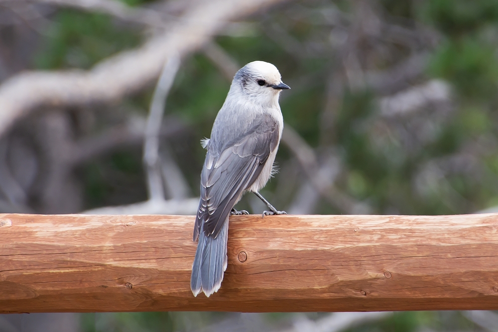 Grey and white whisky jack bird sitting on a branch.