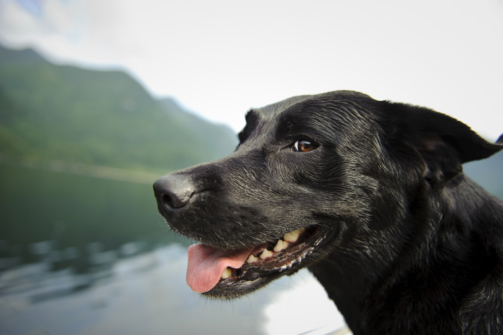 Close-up side-view of a black lab dog by a lake.