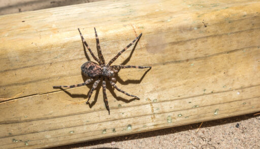Large dock spider in a wooden deck.