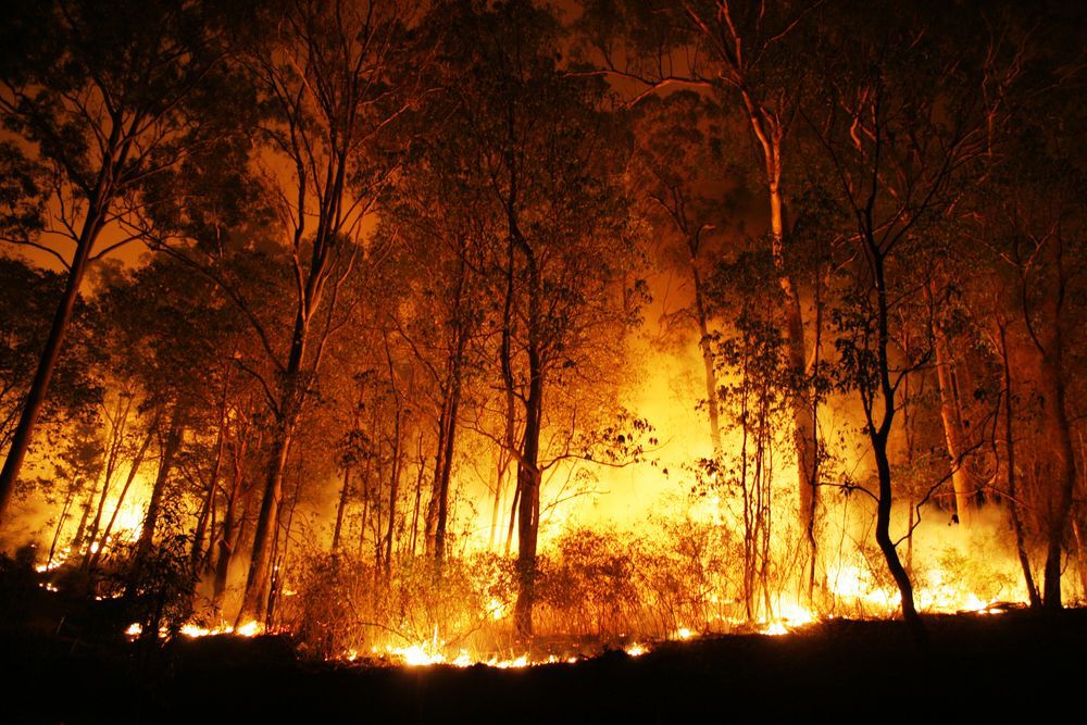 Raging forest fire.