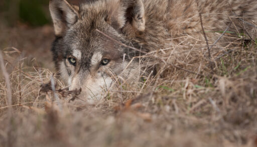 Grey wolf hiding in the grass.