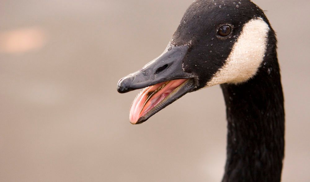 Canada goose facts