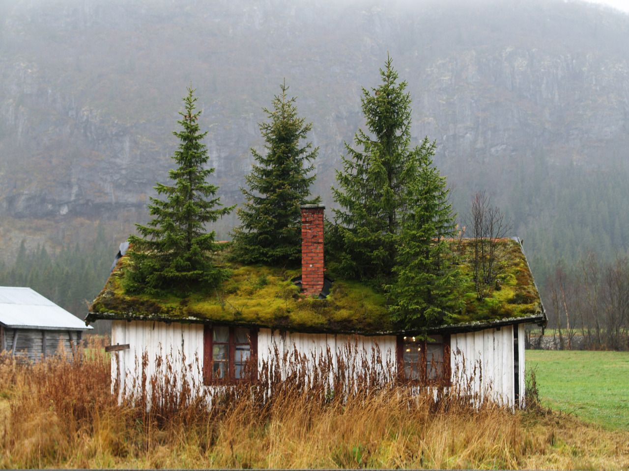 house with trees growing on roof