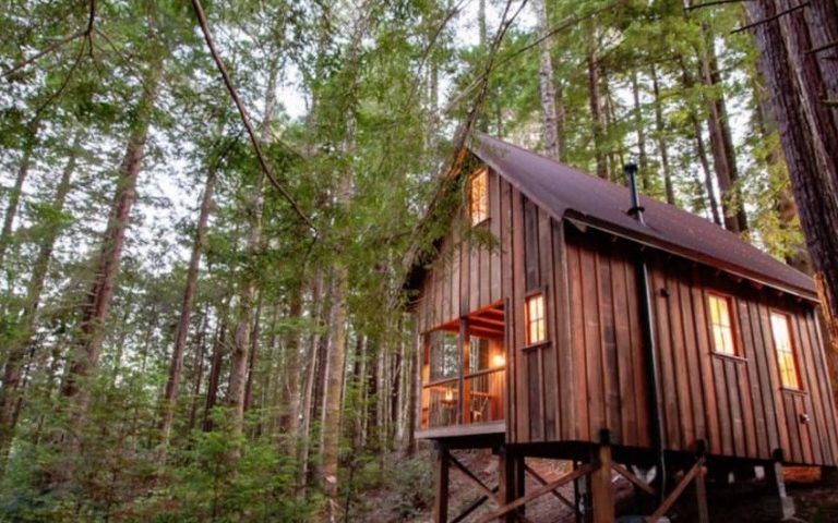 Owl Tree Cabin