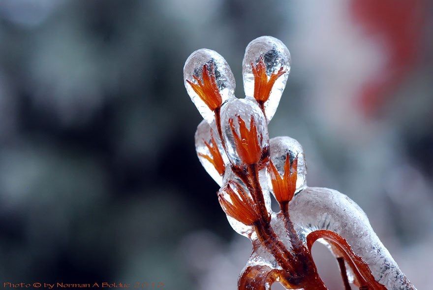 Flowers frozen in ice
