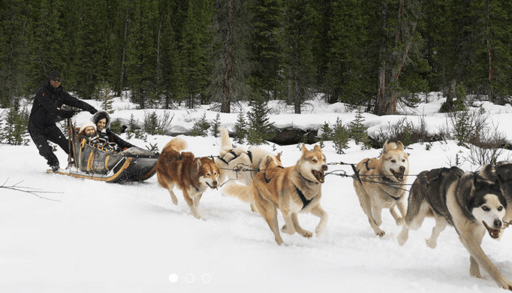Go dog sledding in Alberta