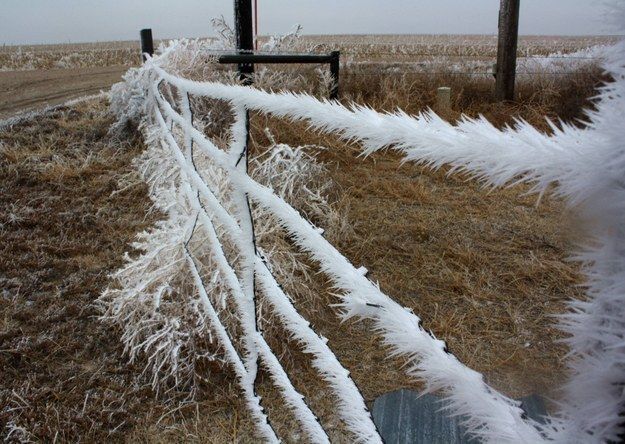 A fence covered in fuzzy frost
