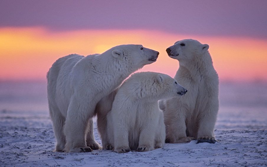 Watch polar bears in Manitoba