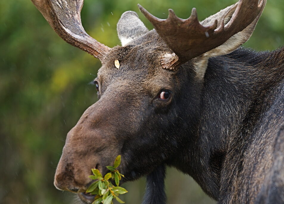 Brown bull moose looking over its shoulder eating a green plant.