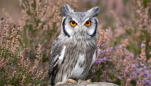 Close-up portrait of a grey, white, and black owl with orange eyes.