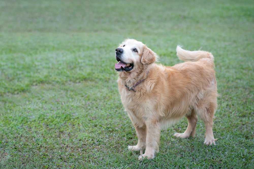 Golden retriever dog standing in a field.
