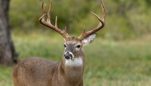 Whire-tailed deer standing in a forest.
