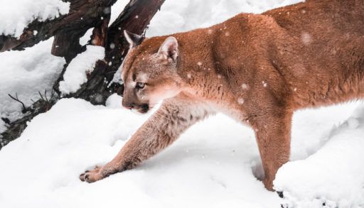 Cougar walking through a forest in the winter.