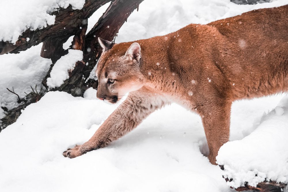 Cougar walking through a forest in the winter.