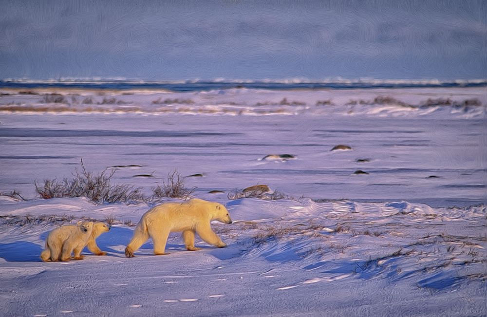Two polar bears walking in a tundra landscape.