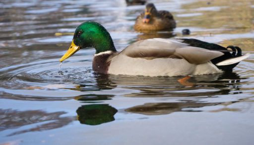 Mallard duck on a pond.