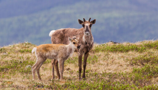 One female caribou and one caribou calf on an open plain.
