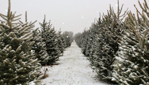 Long row of pine trees on a Christmas tree farm.