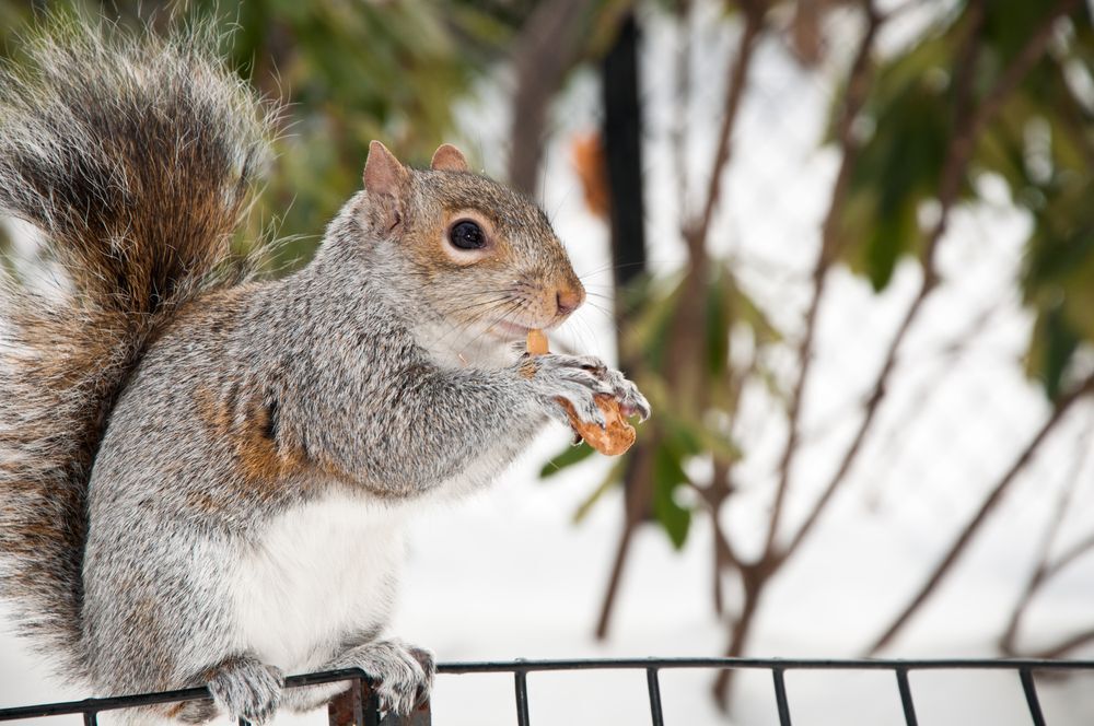 Grey squirrel with a nut on a fence.