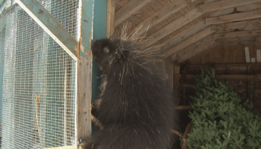 Gus the porcupine