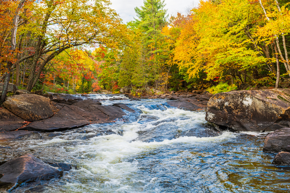Autumn scene and river rapids in Oxtongue River Park in Dwight, Ontarion, Canada.