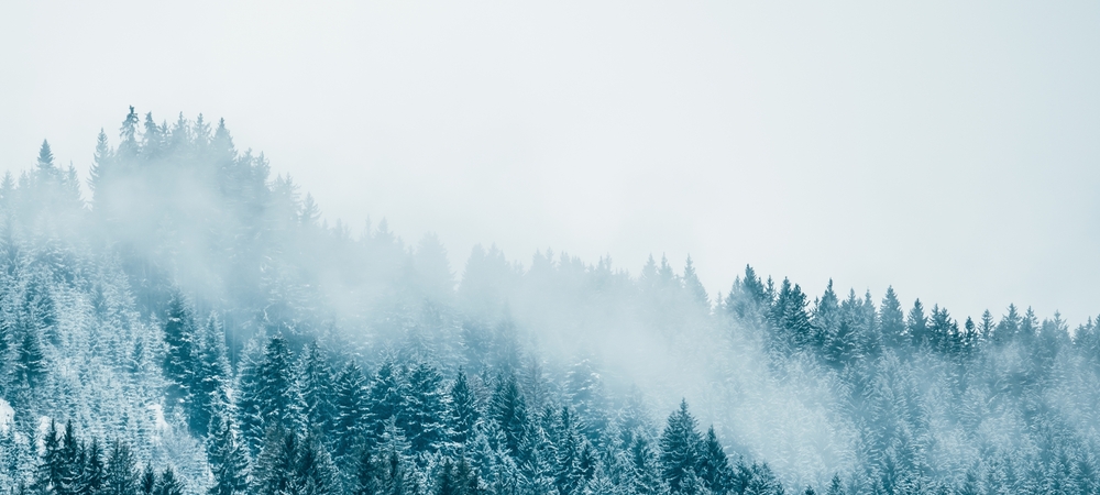 Steep forest of snowy trees with fog hanging above.