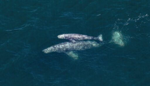 Aerial view of a two grey whales, a calf and an adult, swimming in the ocean.