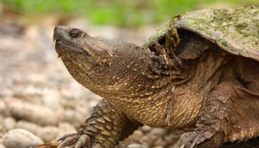 Close-up of a snapping turtle on a beach.