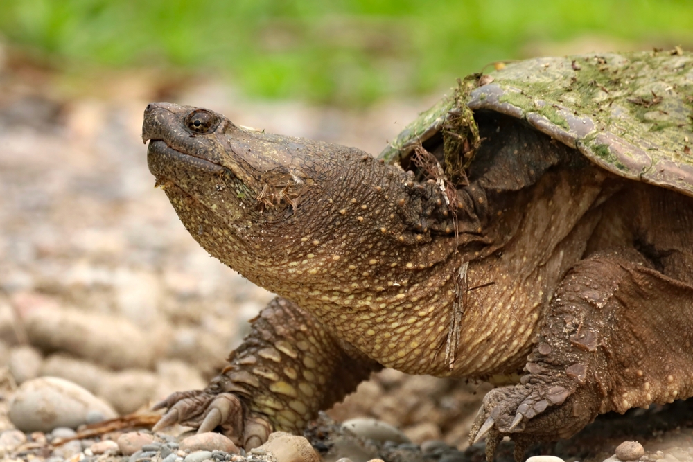 Close-up of a snapping turtle on a beach.