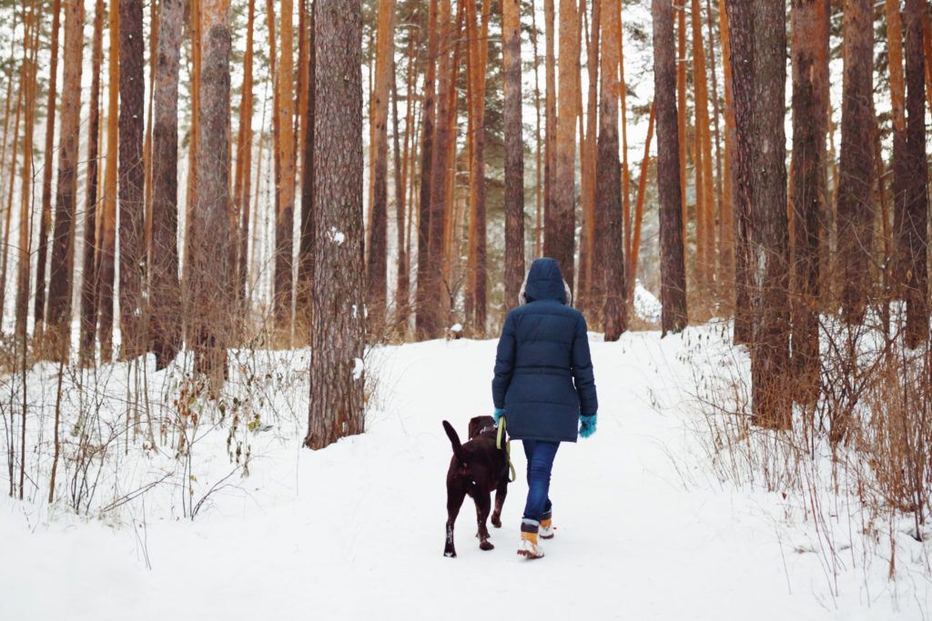 Person in a blue parka walking with their dog in a snowy forest.