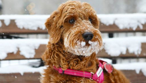 Golden-doodle dog with a pink collar in the snow.