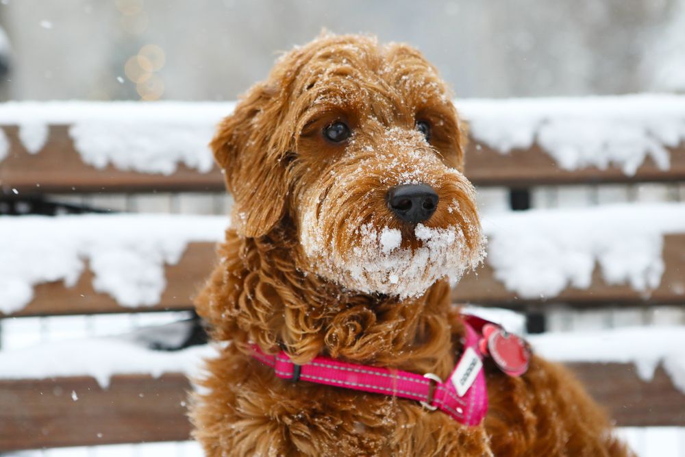 Golden-doodle dog with a pink collar in the snow.