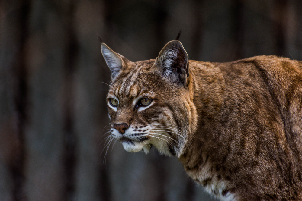 Brown and white bobcat looking into the distance.