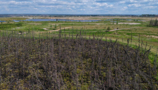 New rebirth of trees in Fort McMurray after the forest fires.
