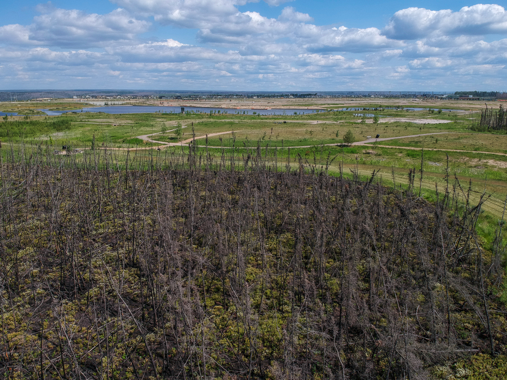 New rebirth of trees in Fort McMurray after the forest fires.