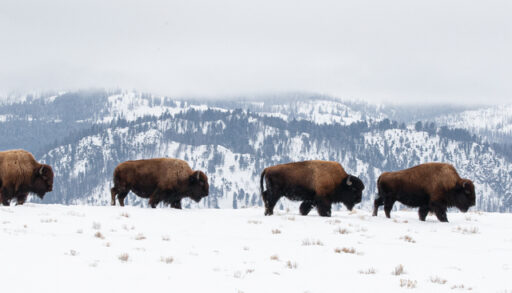 Long shot of four bison walking in snow on a mountain.
