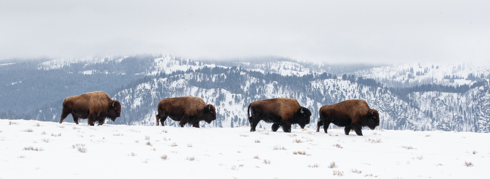 Long shot of four bison walking in snow on a mountain.