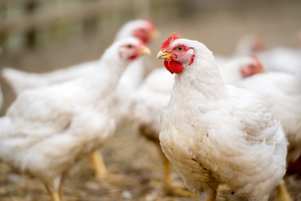 Group of white free range chickens in a coop.