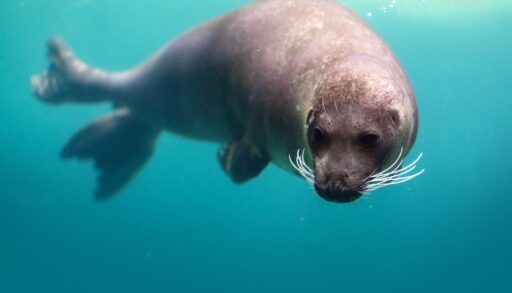 Adult grey harbour seal underwater.
