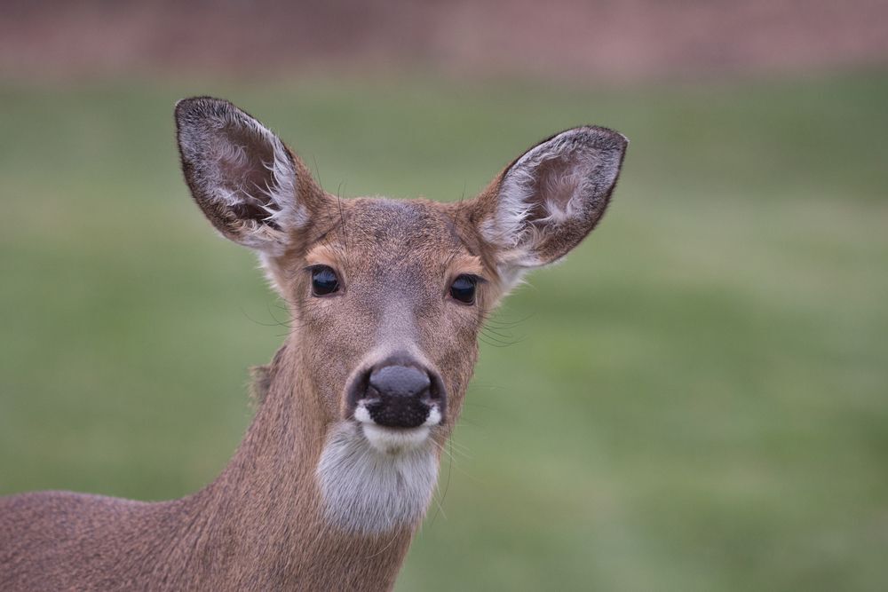 Close-up of a white-tailed deer looking at the camera.
