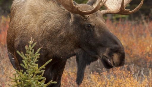 Brown bull moose standing in a field.