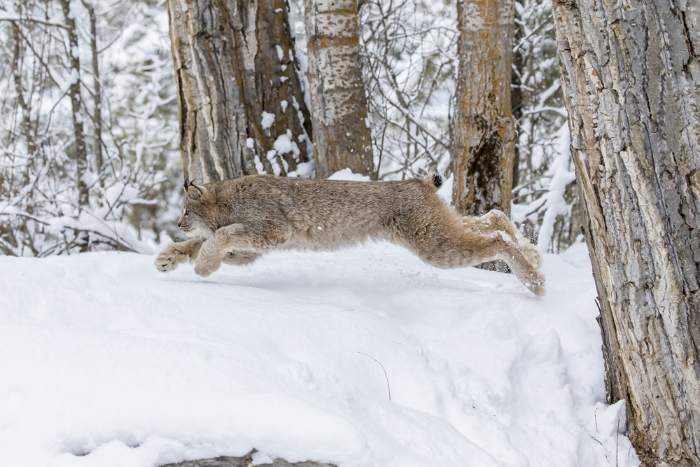 Lynx running in a snowy forest.
