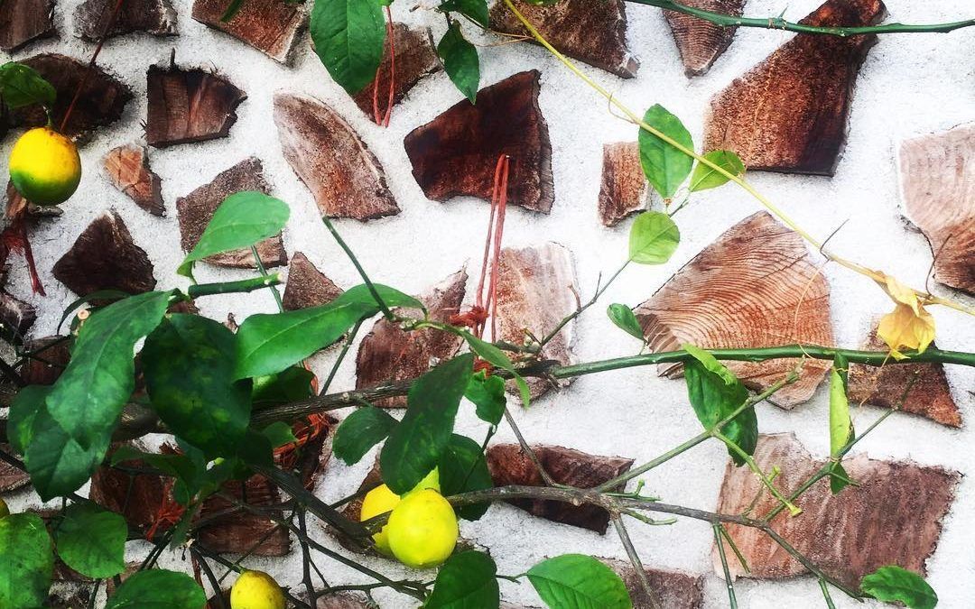 Cordwood wall behind a lemon tree