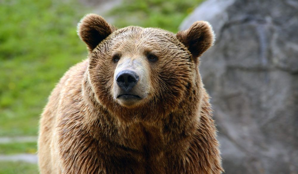 Close-up of a grizzly bear against a blurred background.